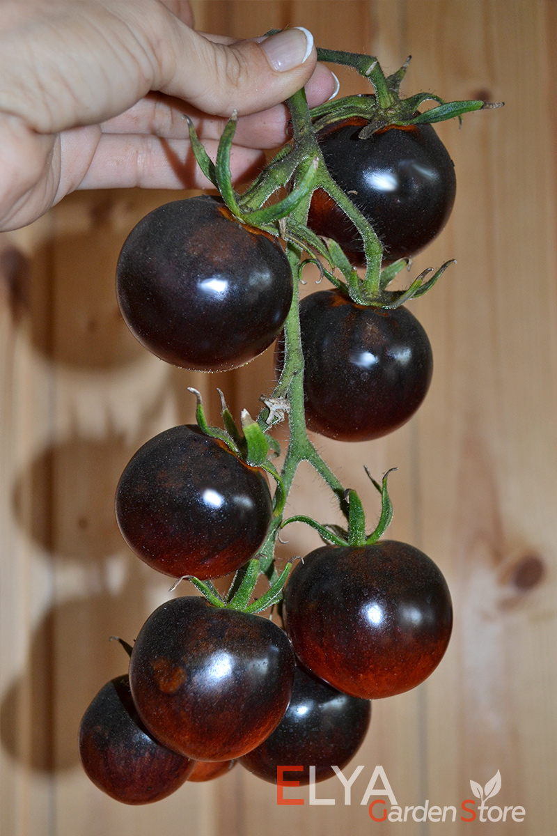 Семена томата Черника - коллекционный сорт - вкусный и красивый - магазин Elya Garden