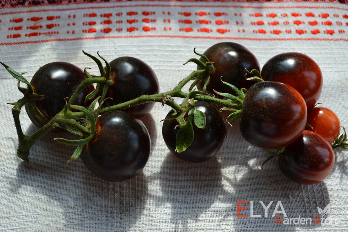 Черника - отличный коллекционный сорт томата с неординарным ярким вкусом, потрясающей расцветкой, высокой урожайностью - семена в магазине Elya Garden - фото