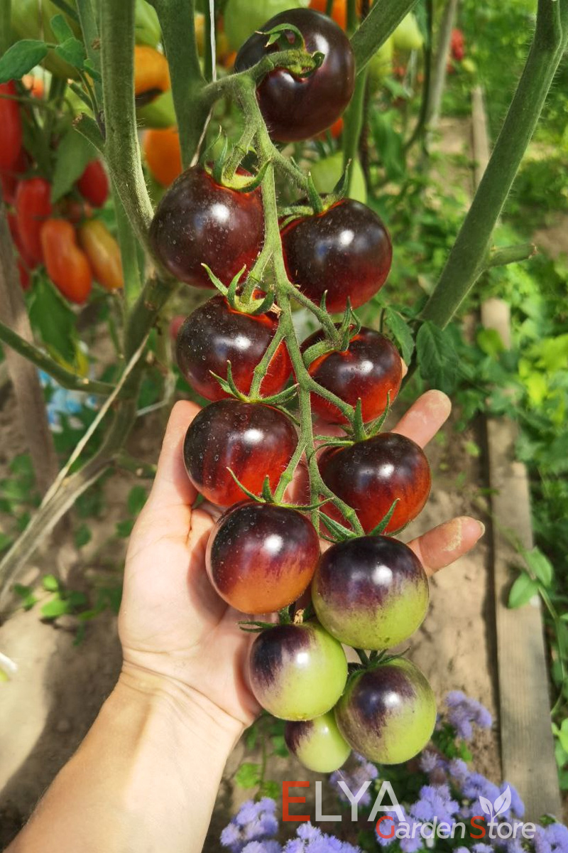 Томат Черника - урожайный сорт, который порадует потрясающе красивыми выровненными коктейльными томатами с отличным вкусом - фото магазина Elya Garden