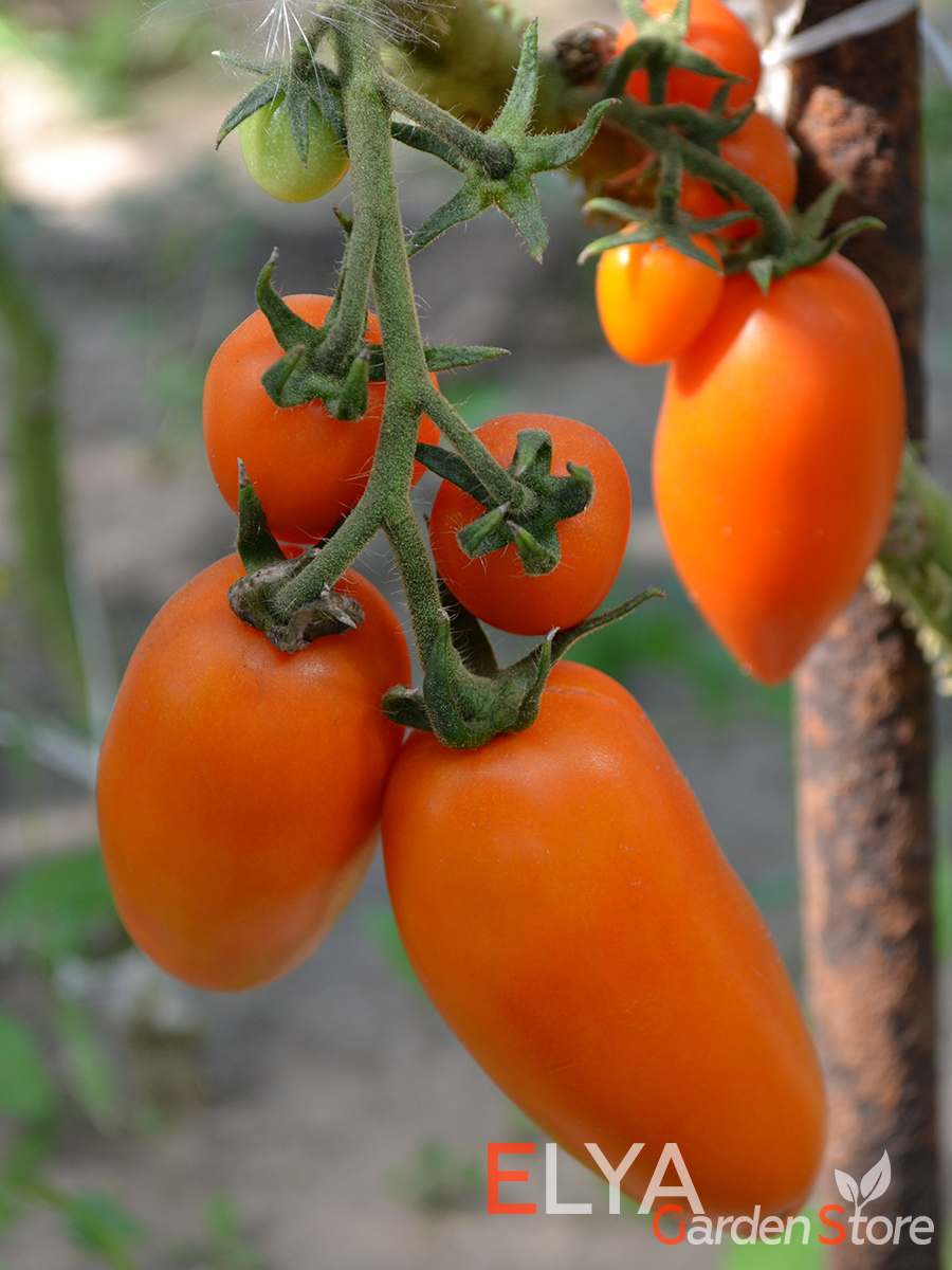 Семена томата Оранжевая Сосулька - отличный выбор универсального сорта, который подойдет для употребления в свежем виде и для заготовок - фотография