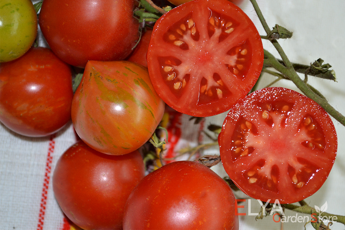 Семена томата Гэндальф - коллекционный сорт с необычным вкусом и приятным ароматом, урожайный, неприхотливый - магазин Elya Garden - фото