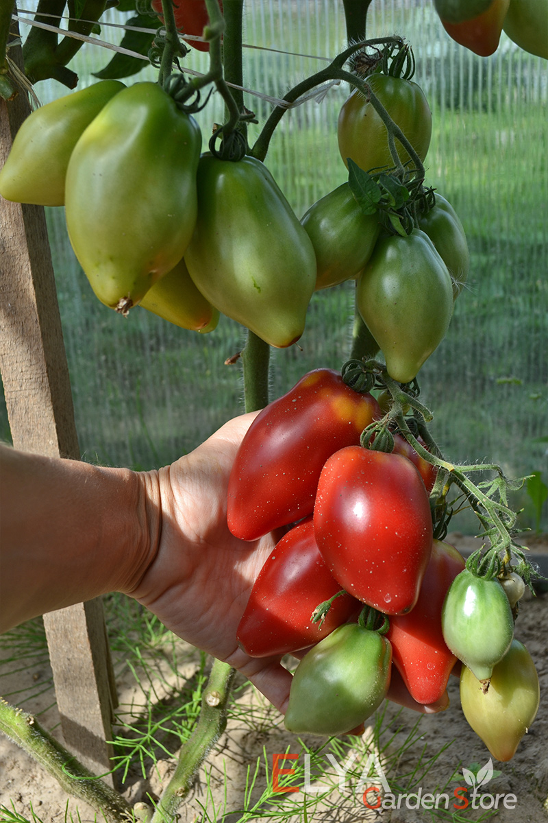 Томат Десперадо - насыщенный томатный вкус и арома, неприхотливость и урожайность - фото магазина семян Elya Garden 