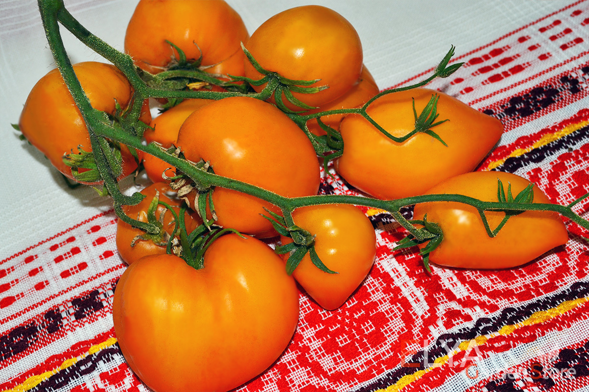 Семена томата Лискин Нос - коллекционный сорт. Яркий, красивый, очень урожайный и потрясающе вкусный - фото магазина Elya Garden