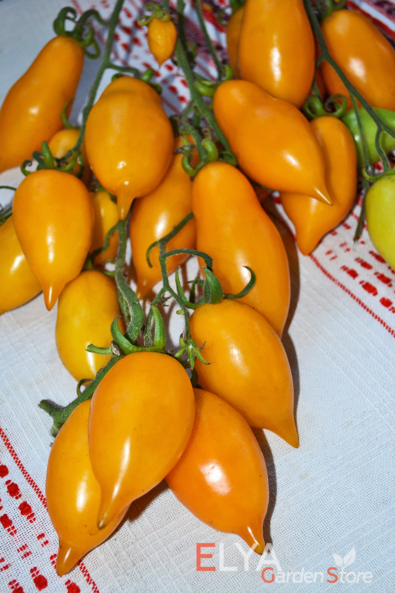 Семена томата Золотая Канарейка - впечатляюще урожайный коллекционный сорт, транспортабельный, хорошо хранится - фото Elya Garden 