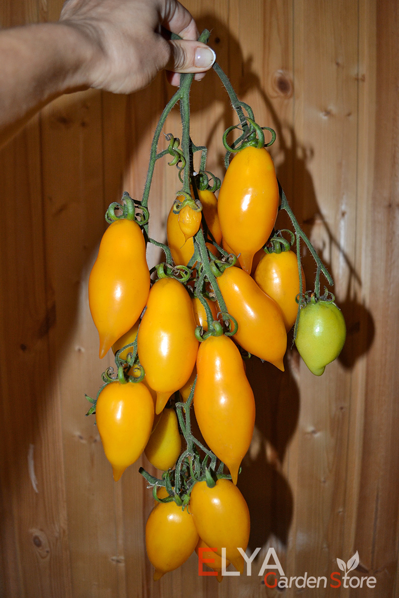 Кисть томата Золотая Канарейка - коллекционный сорт. Урожайный, очень хорош для переработки и консервирования - фото магазина семян Elya Garden