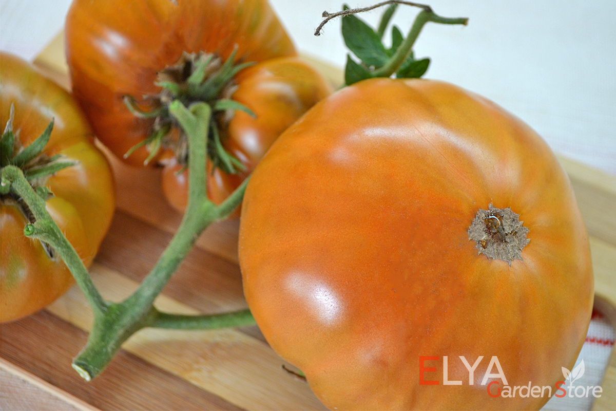 Семена томата Улуру Охра - коллекционный сорт гном. Крупноплодный, урожайный, очень вкусный  - семена в магазине Elya Garden