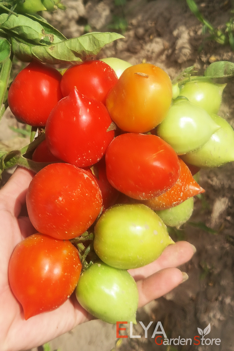 Семена томата Поцелуй Герани - коллекционный сорт с потрясающей урожайностью и отличным вкусом - фото Elya Garden 