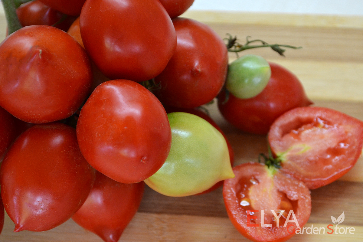 Томат Поцелуй Герани 0 весьма урожайный и неприхотливый сорт с идеальным сбалансированным вкусом - семена в магазине Elya Garden