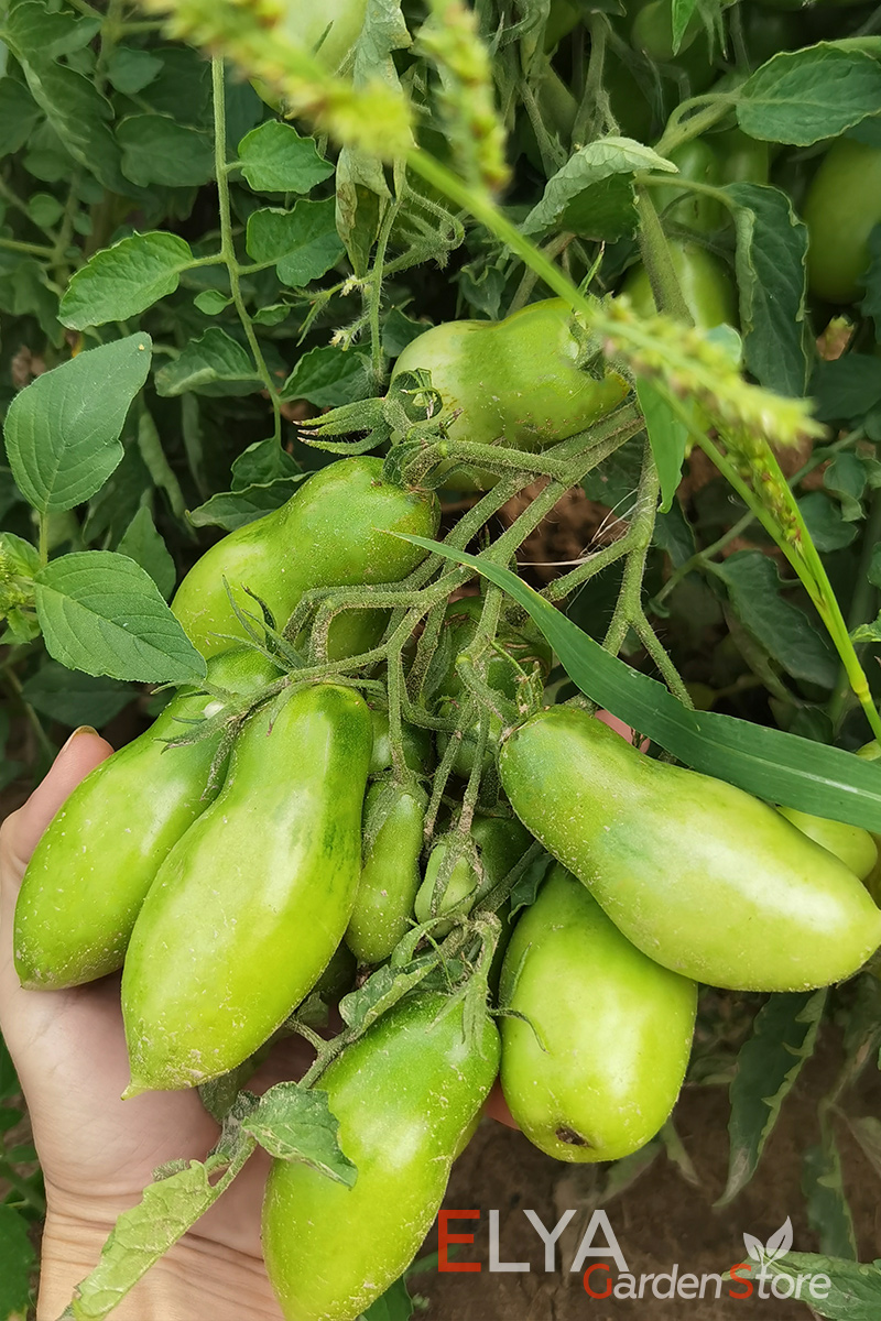 Помимо весьма необычного нежного вкуса, коллекционный сорт томата Нежность порадует отличной урожайностью даже в открытом грунте - фото Elya Garden