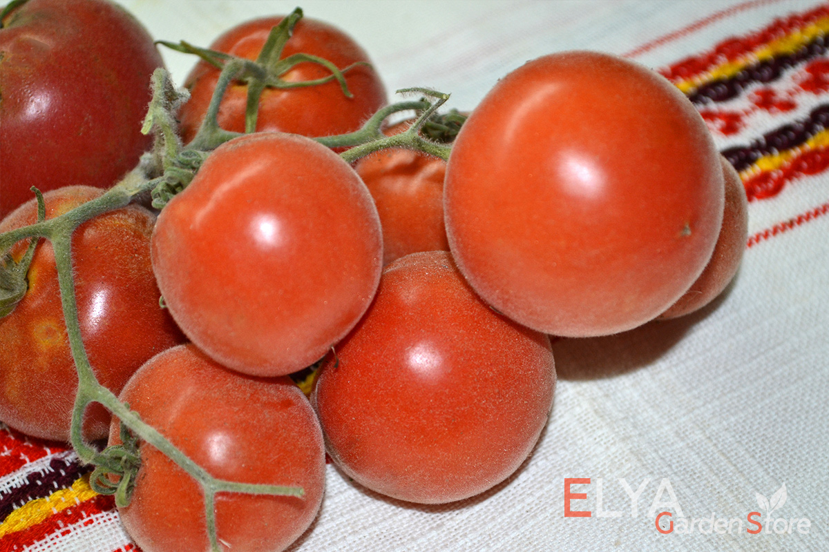 Плоды томата Голубая Ель также покрыты легким пушком, а кроме того - очень вкусные - фото Elya Garden