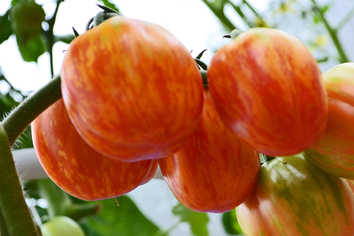 Семена томата Шерхан - коллекционный сорт, полосатый вкусный и урожайный - фото