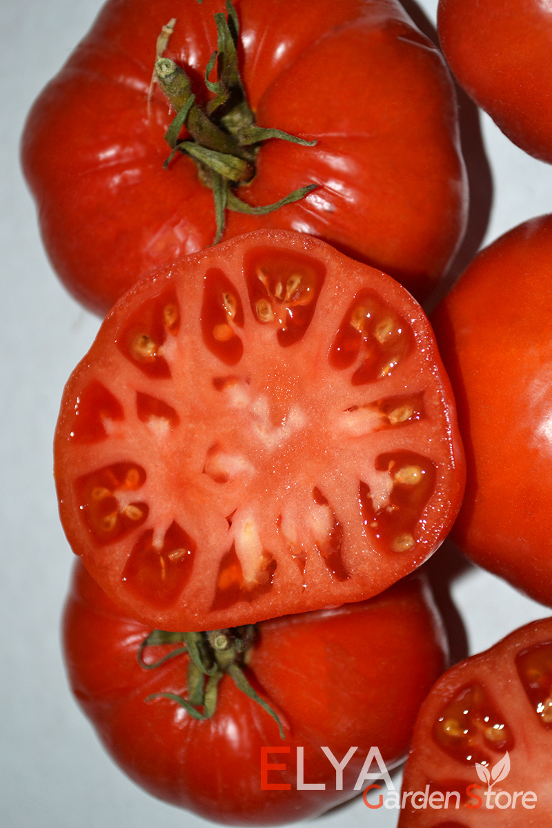 Семена томата Король Ранних - отличный коллекционный сорт с настоящим томатным вкусом и ароматом - фото Elya Garden