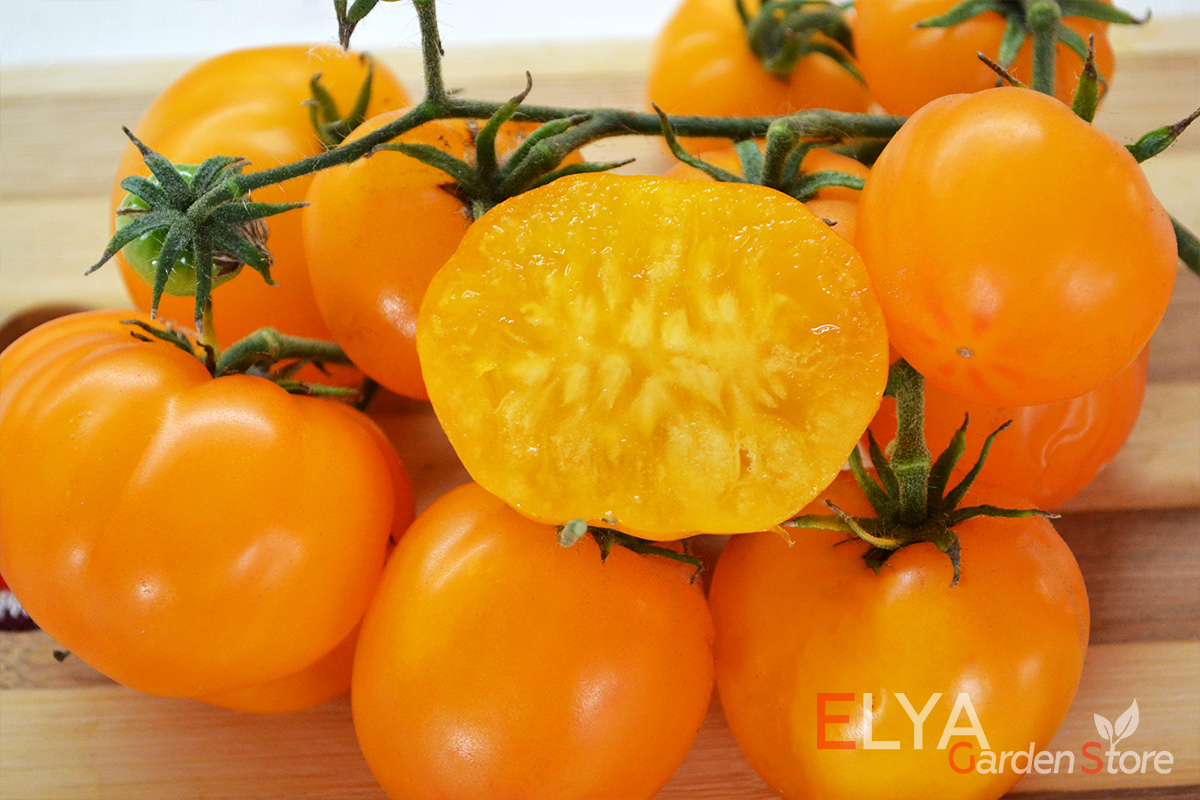 Томат Румпельштицхен - яркий и урожайный сорт-гном с потрясающим глубоким вкусом - семена Elya Garden - фото