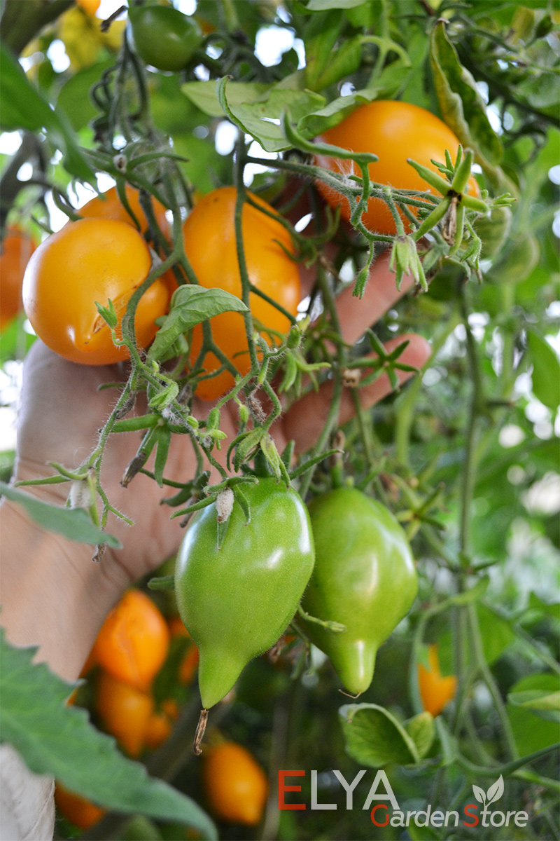Анна Герман - урожайный и очень вкусный коллекционный сорт томата - семена в магазине Elya Garden