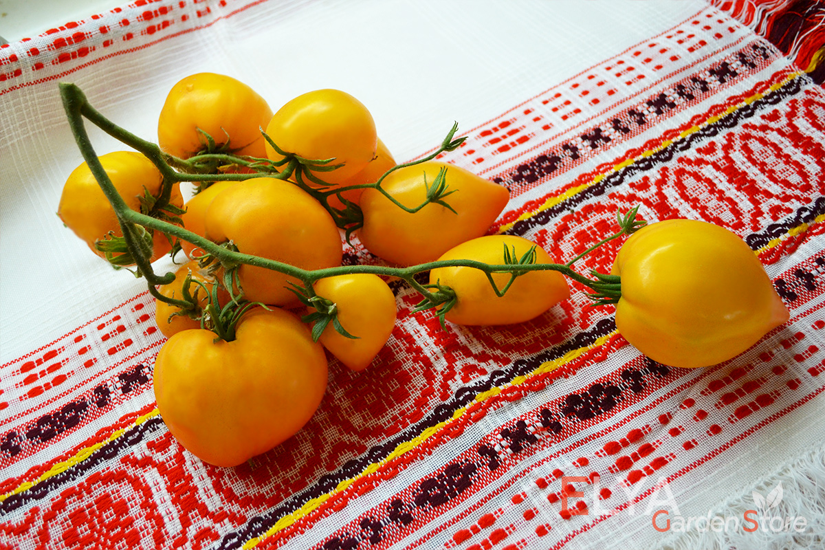 Семена томата Желтые Гребешки с бесплатной доставкой в магазине Elya Garden - фото