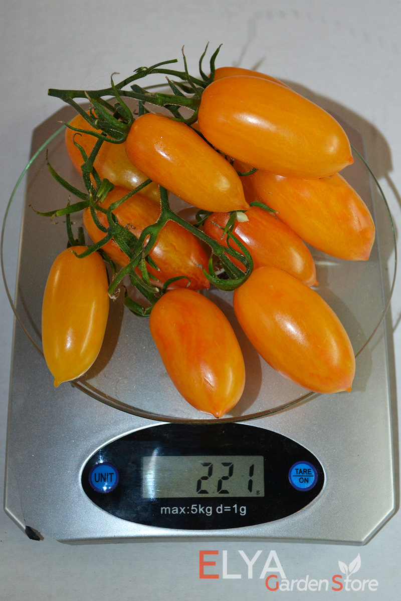 Семена томата Стыдливый Румянец - коллекционный сорт в магазине Elya Garden