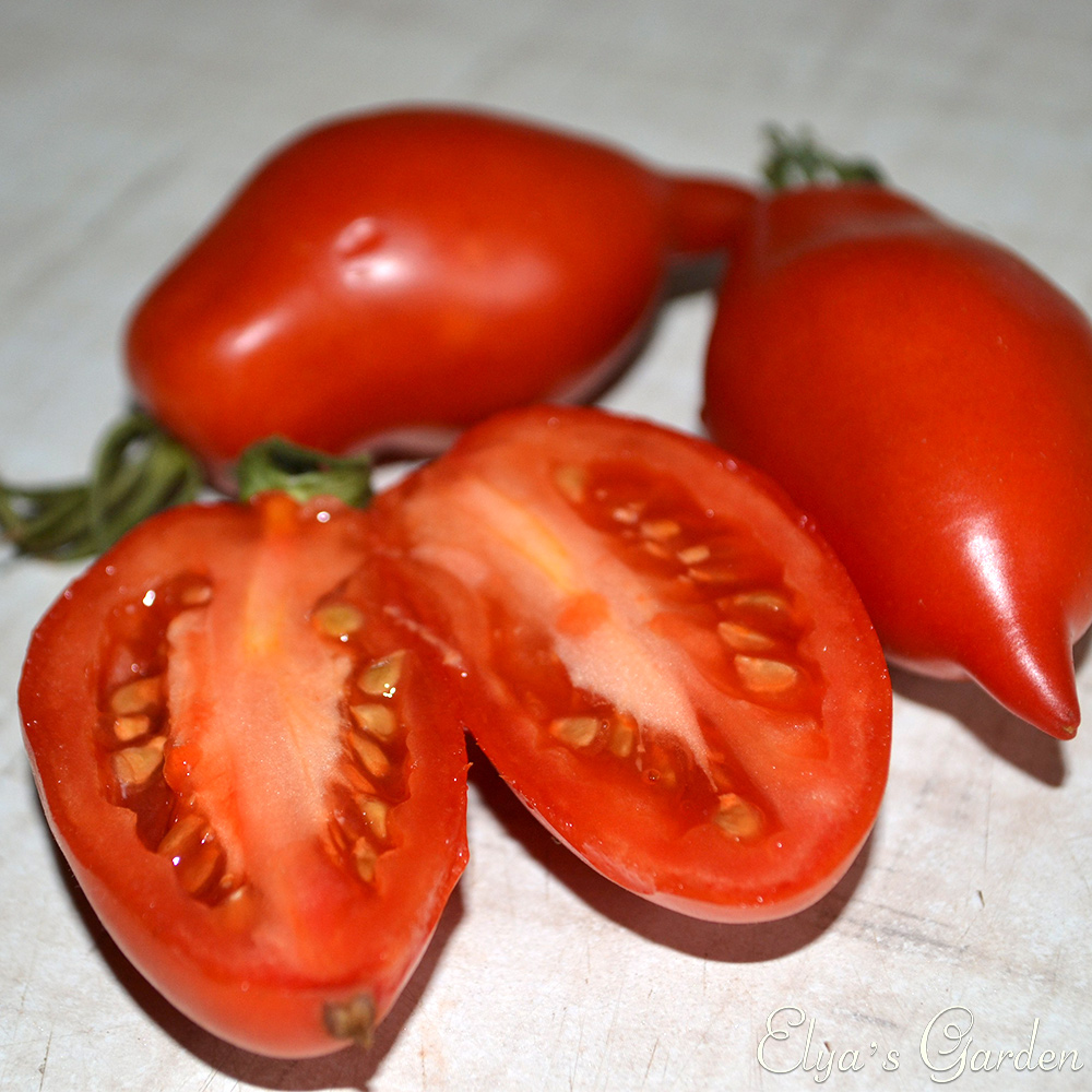 Семена томата Легенда Тарасенко - стабильно урожайный коллекционный сорт с потрясающим томатным вкусом - фото магазина Elya Garden