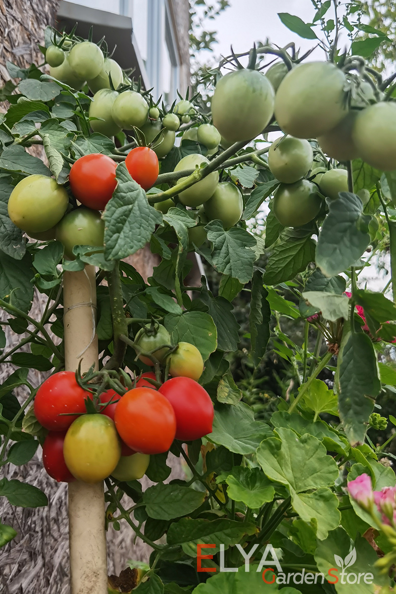 Семена томата Карлик Нос - коллекционный детерминантный ранний сорт для кашпо и открытого грунта. Сладкий, приятный вкус - фото Elya Garden