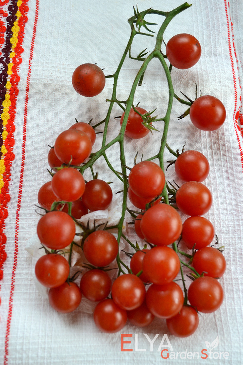 Семена томата Сладкий Миллион - очень урожайный ранний сорт томатов черри. Сладкий, сахаристый, приятный вкус - фото магазина Elya Garden