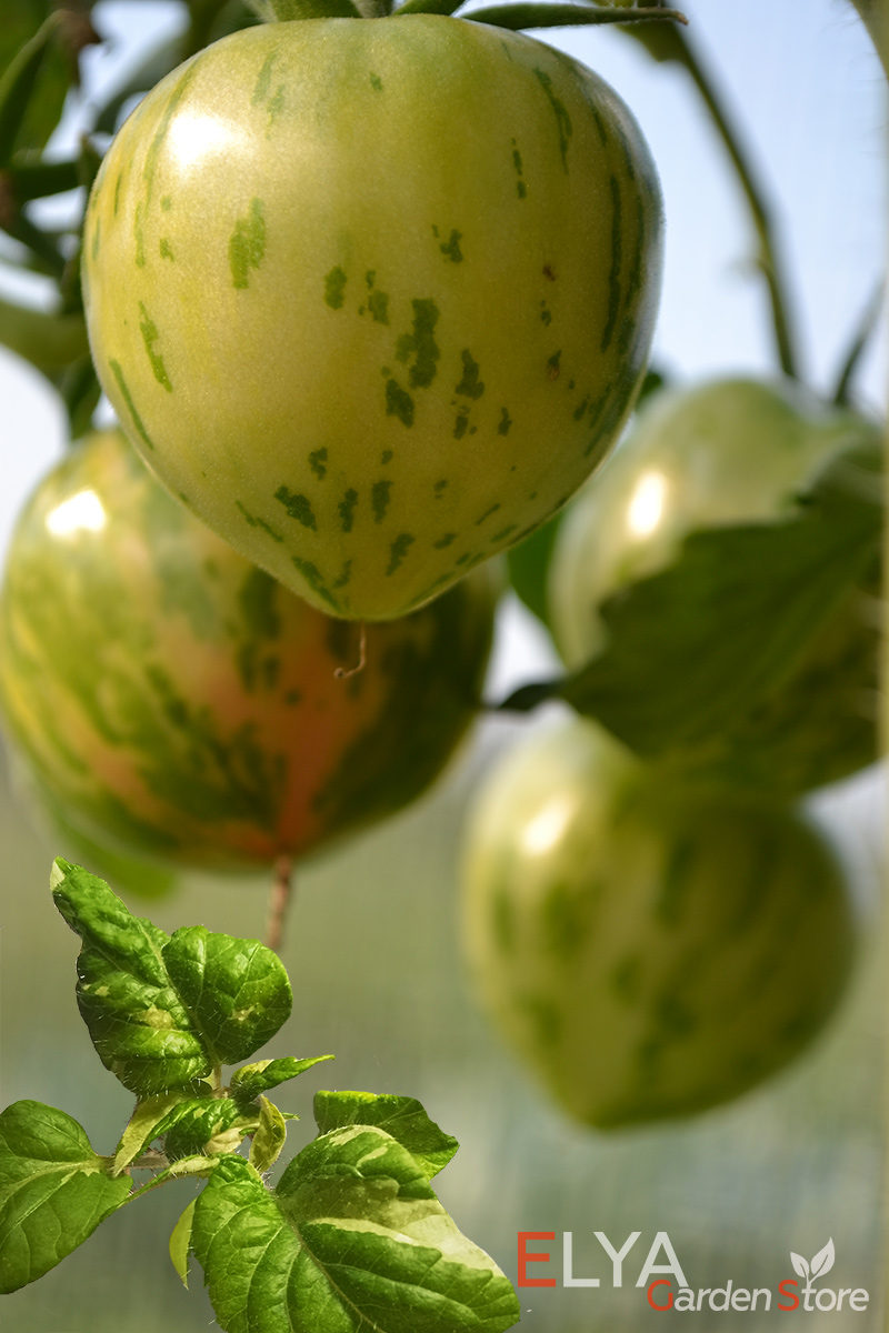 Полосы на недозревших плодах томатов сорта Бред гейтс - семена в магазине Elya Garden - фото