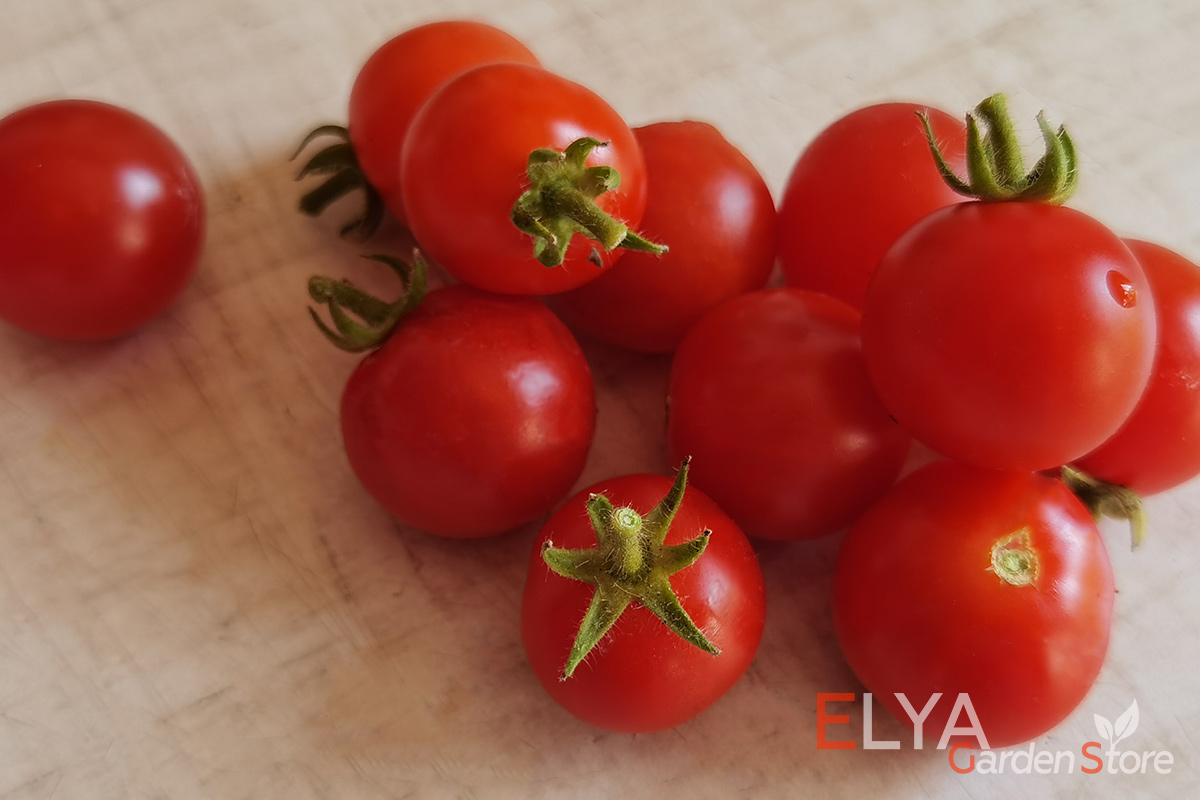 Семена томата Снегирёк - коллекционный сорт, ранний, урожайный - фото
