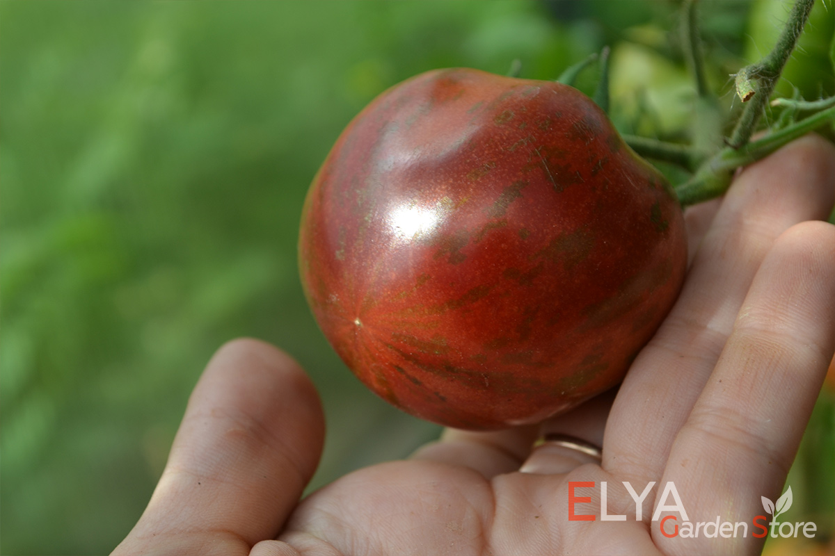 Томат Розовый Сапфир - семена в магазине Elya Garden с бесплатной доставкой - фото