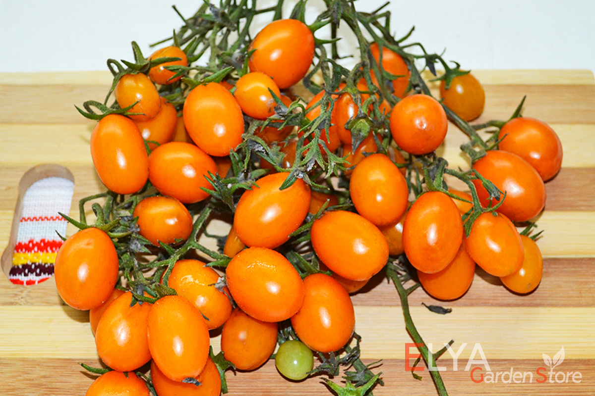 Томат Апельсиновая Груша - необычайно урожайный, красивый и яркий коллекционный сорт - семена в магазине Elya Garden