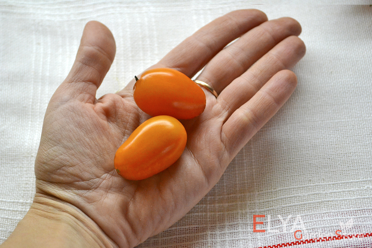 Томат Апельсиновая Груша - насыщенно-сладкий, ароматный, неприхотливый сорт. Семена коллекционного сорта в магазине Elya Garden - фото