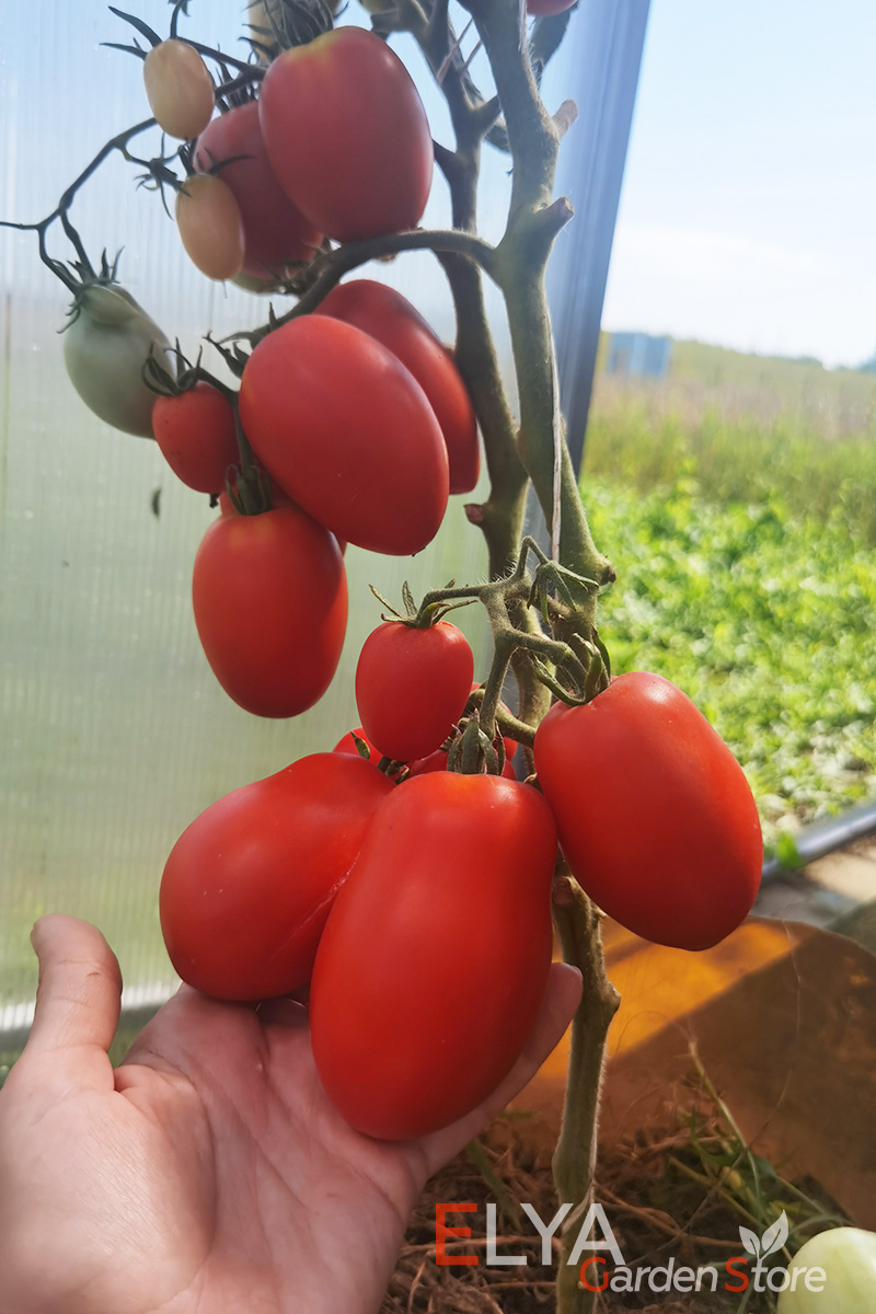 Томат Костёр - очень урожайный, отлично растет в закрытом и открытом грунте, забытый коллекционный сорт томата - Elya Garden - фото