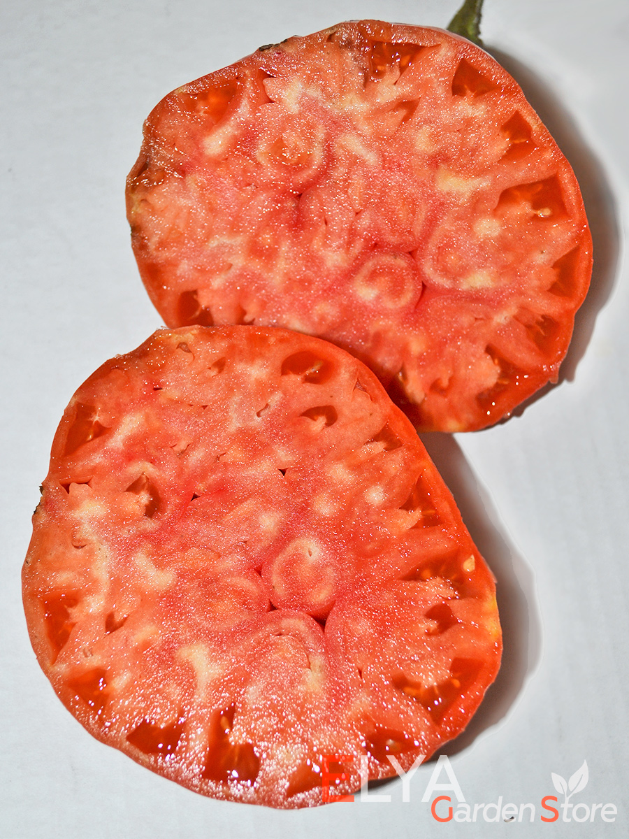 Семена томата Люсиль Тиллсон - коллекционный сорт с потрясающим концентрированным томатным вкусом - фото магазина Elya Garden