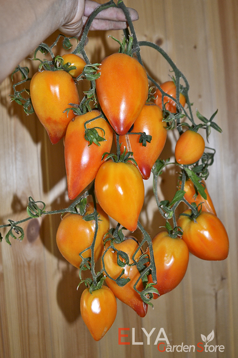 Томат Похвала Марины закладывает большие гроздья очень красивых и вкусных томатов - фото Elya Garden
