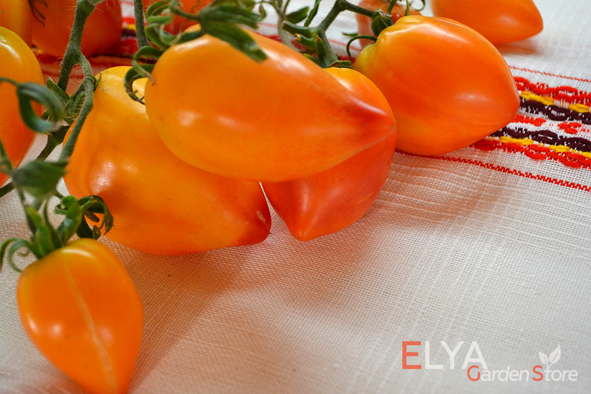 Семена томата Похвала Марины - коллекционный сорт. Яркий, урожайный, с приятным сладким вкусом с легкой кислинкой и фруктовым послевкусием - фото Elya Garden 