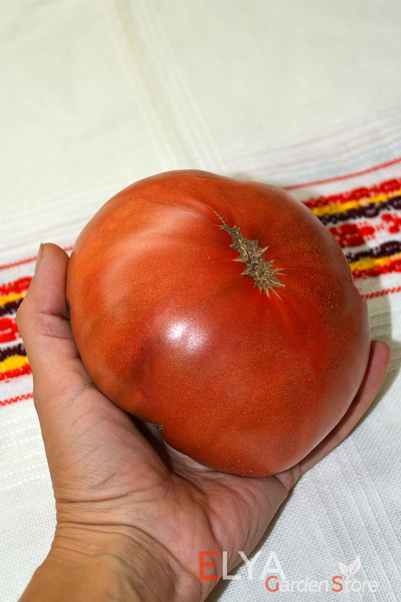 Семена томата Углерод в магазине Elya Garden - крупноплодный и урожайный коллекционный сорт - фото