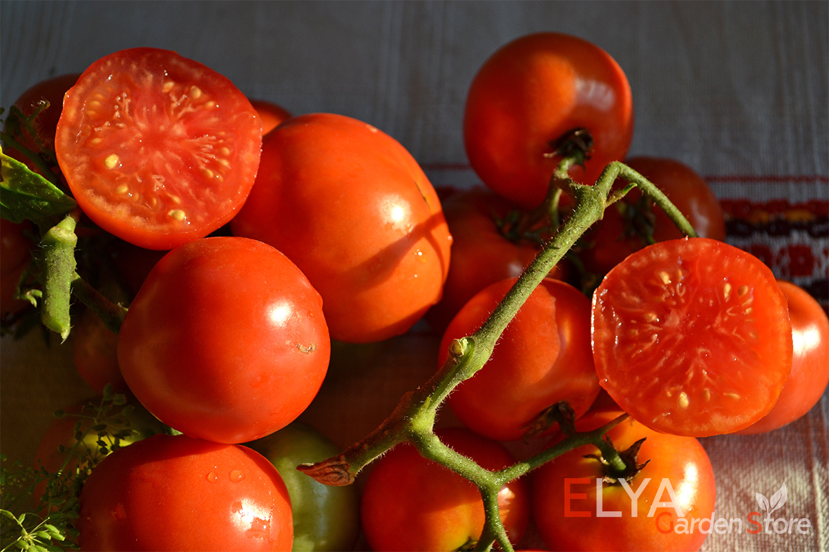 Томат Бетта - один из самых ранних коллекционных сортов с отличным вкусом и высокой урожайностью. Семена Elya Garden