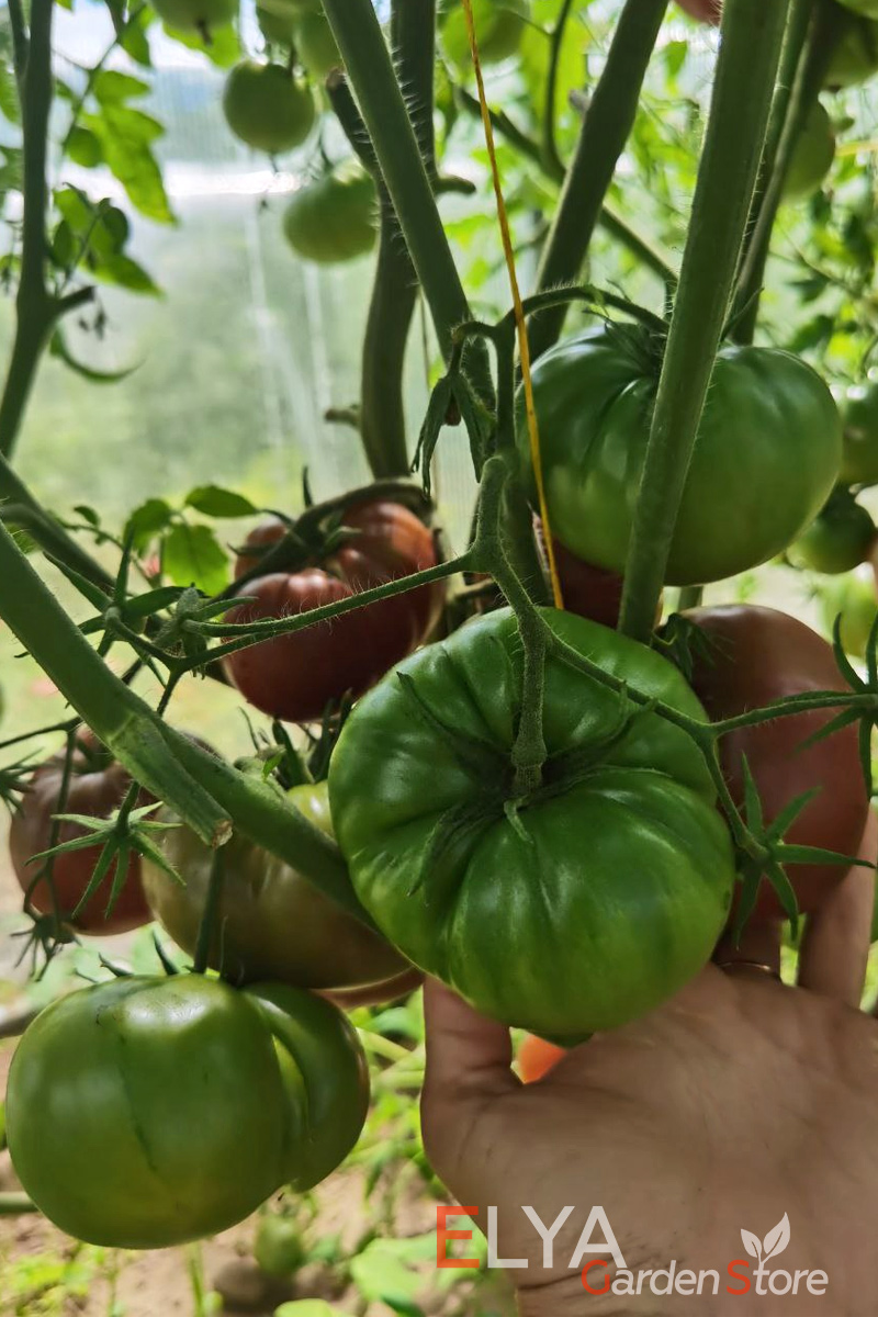 Семена томата Черный Франкенштейн - урожайный крупноплодный сорт с отличным вкусом - фото магазина Elya Garden