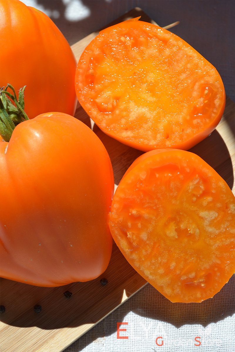 Семена томата Желтый Клюв - потрясающе урожайный, яркий, сочный и вкусный - фото Elya Garden
