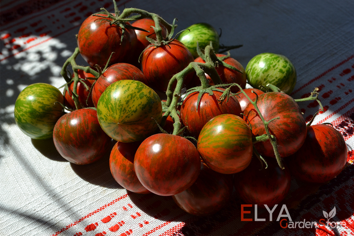 Семена томата Спайк - коллекционный сорт коктейльных томатов интересной расцветки и отличным вкусом - фото магазина Elya Garden