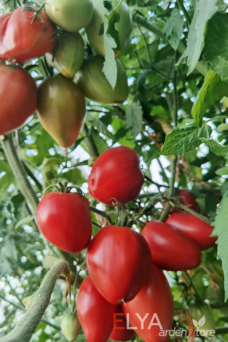 Томат Яйцо Быка с реки Гуадаррама - очень урожайный коллекционный сорт с насыщенным томатным вкусом - семена в магазине Elya Garden
