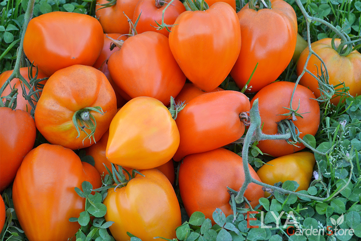 Семена томата Ночная Свеча - потрясающе урожайный, потрясающе вкусный - фото