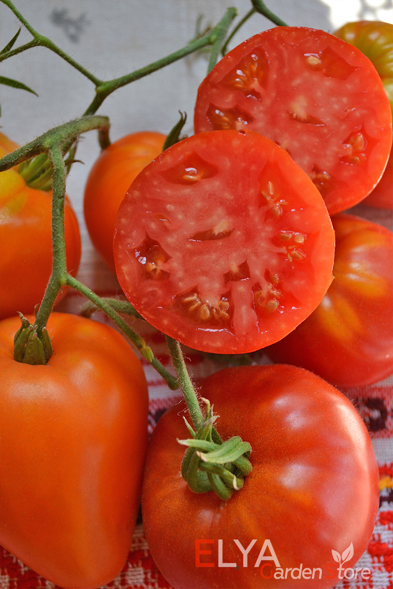 Семена томата Заалийский Алатау Красный - сорт с богатым и насыщенным вкусом, ароматный, урожайный. Семена в магазине Elya Garden - фотография