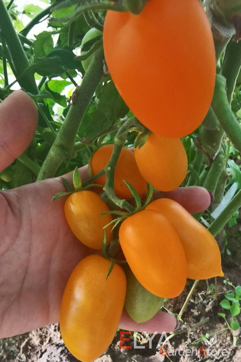 Семена томата Юстина - очень урожайный коллекционный сорт с отличным насыщенным вкусом и интересной консистенцией мякоти - фото Elya Garden