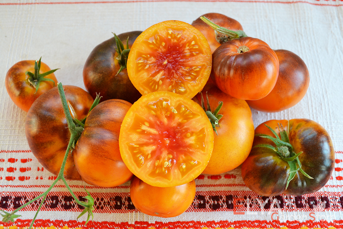 Томат Блю Джоли -очень красивый и вкусный коллекционный сорт томата - семена в магазине Elya Garden 