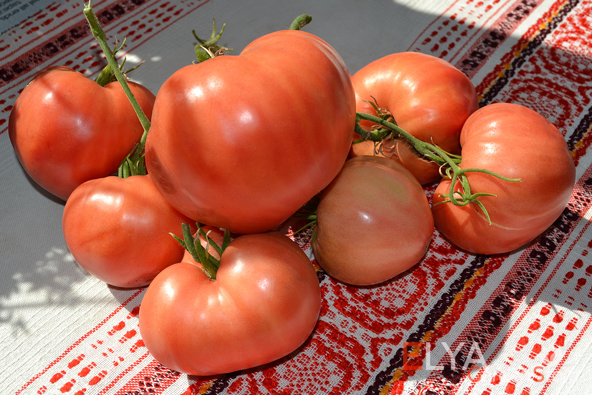Томат Сердце Иванушки - коллекционный сорт с насыщенным томатным вкусом и сильным ароматом - фото Elya Garden