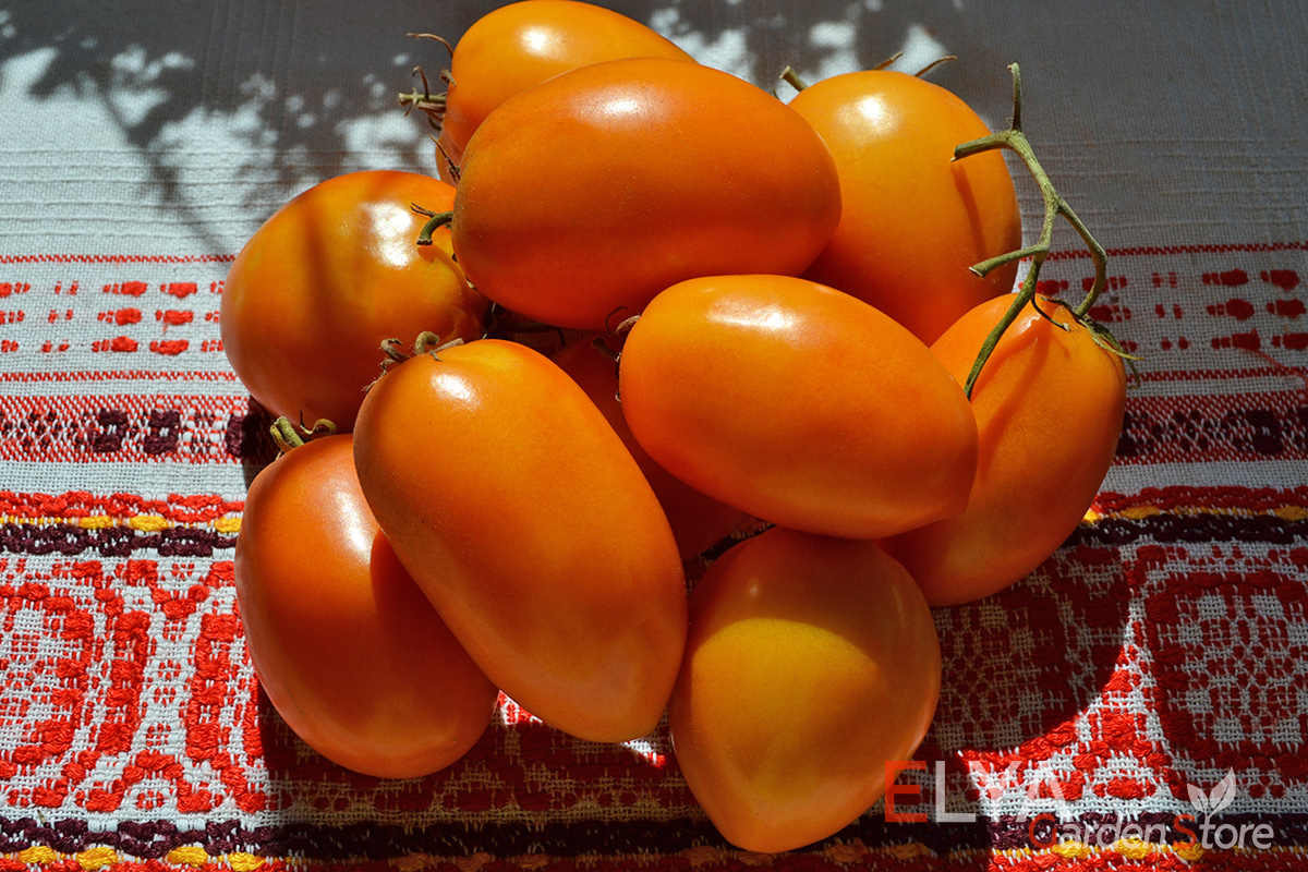 Семена томата Полтавская Галушка - великолепный коллекционный сорт в магазине Elya Garden - фото