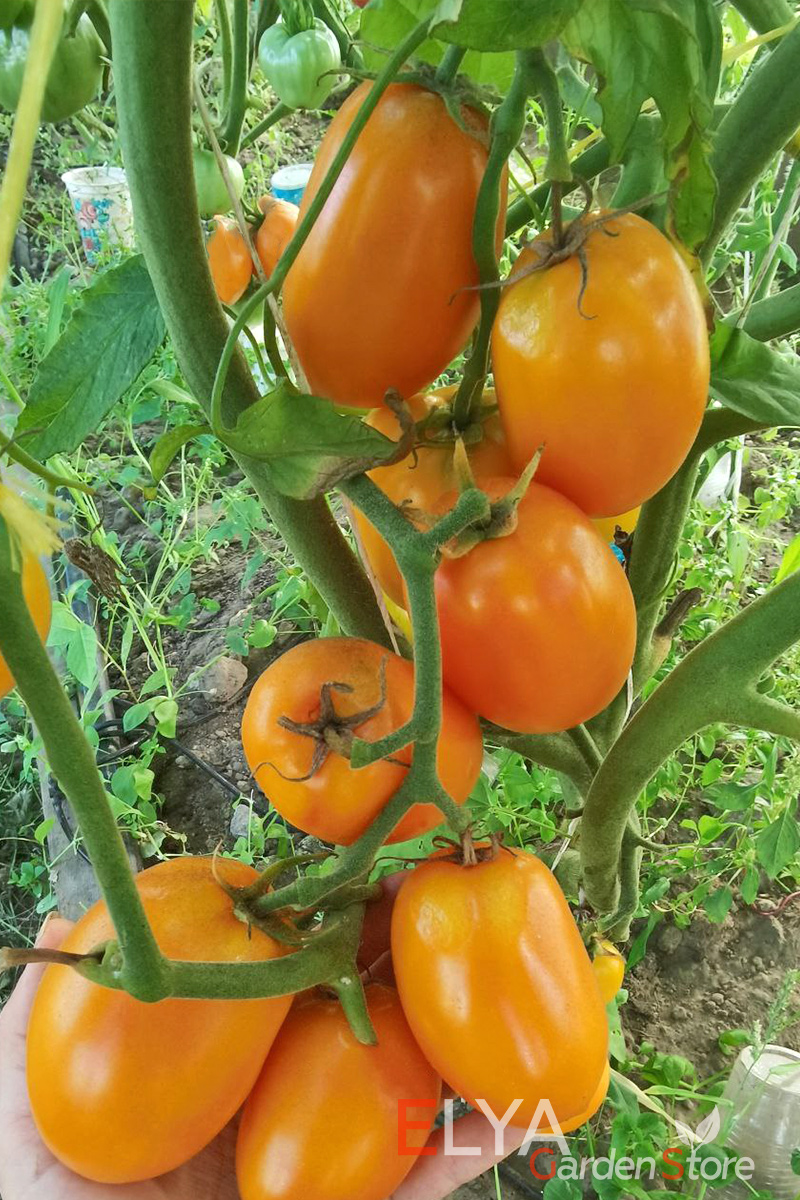 Урожай на кусте томата сорта Полтавская Галушка - ранний детерминантный сорт - семена в магазине Elya Garden