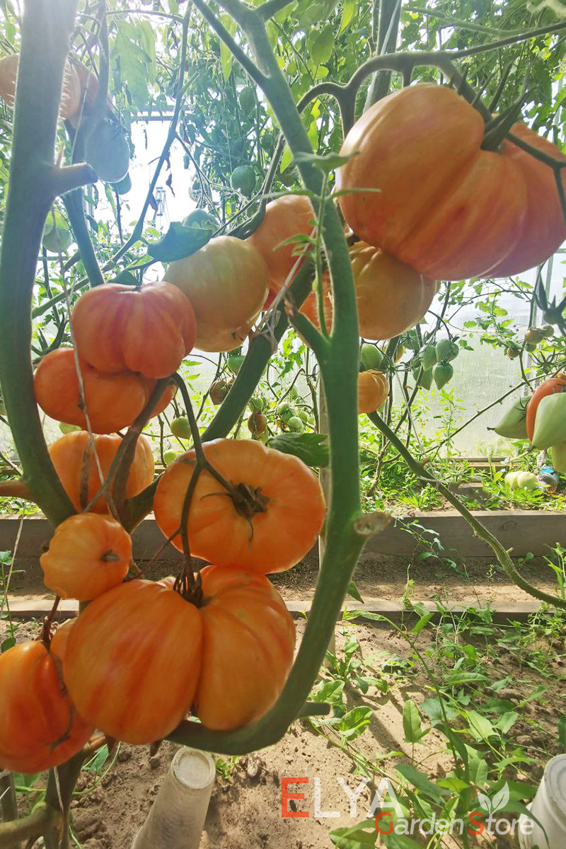 Семена томата Индейская Резервация - отличный коллекционный сорт с потрясающим насыщенным вкусом - фотография Elya Garden