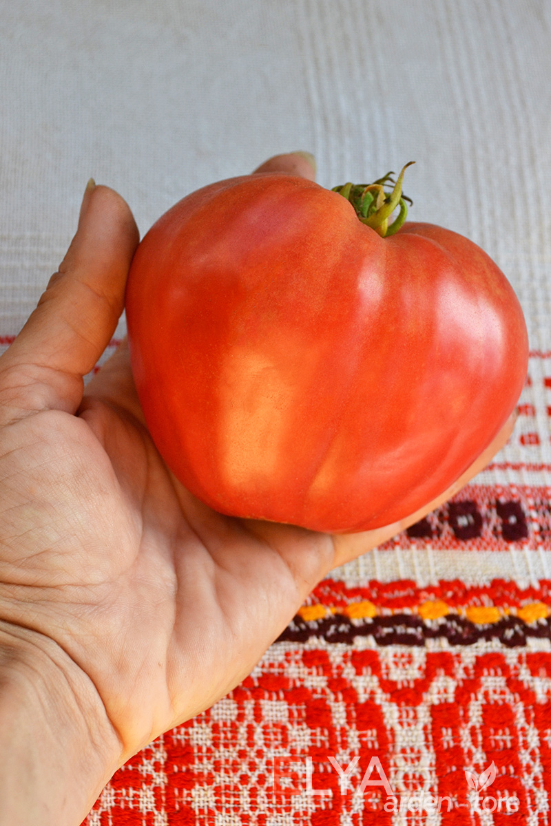Семена томата Северная Корона - коллекционный сорт. Крупноплодный, урожайный, с отличным классическим вкусом - семена в магазине Elya Garden