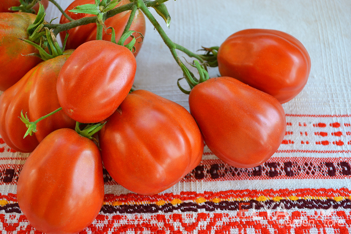 Семена томата Антико Канестрино - интересный коллекционный сорт с ребристыми плодами и отличным нежным, сбалансированным вкусом - фото Elya Garden
