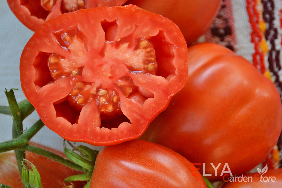 Томат Антико Канестрино - потрясающий нежный вкус, сладкий, очень приятный - семена коллекционных сортов томатов в магазине Elya Garden - фото