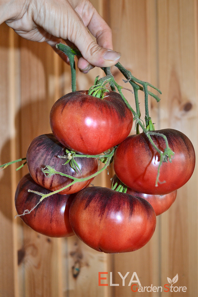 Семена томата Голубая Бетти - красивый, высокоурожайный и вкусный - фото